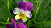 Pansies