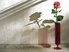 rose and shadow