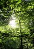forest light and shadow 2