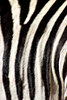 black & white stripes2