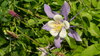 Columbine!