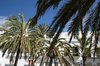 Town Palms