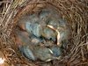 Baby blackbirds