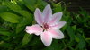 Clematis