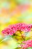 Tiny summer flowers