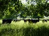 Summer Grazing