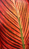 foliage colour5