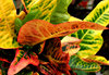 foliage colour2