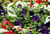 garden colour2