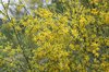 Warm yellow