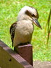 Kookaburra