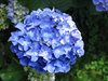 so blue