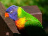 Rainbow Lorikeet Dozing