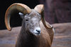 Bighorn sheep