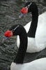 Black-necked swan