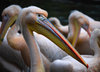 Pelican