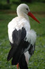 White stork