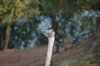 Ostrich