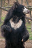Sloth bear