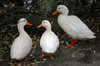Three ducks