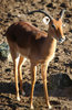 Impala