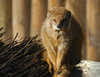 Yellow Mongoose