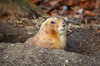 Prairie dog