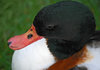 Portrait of a duck