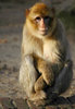 Barbary macaque