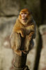 Barbary macaque