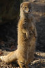 Yellow Mongoose