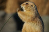 Prairie dog