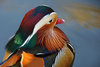 Mandarin duck