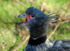 Crested screamer bird