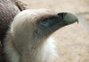 Griffon Vulture