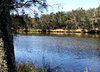 tranquil bush lake