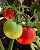 ripening tomatoes