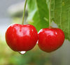 Cherries