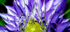 Clematis - purple