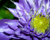 Clematis - purple