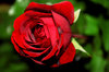 Red rose