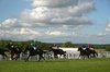 Horse racing