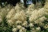 Aruncus flowers
