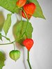 chinese lantern flower