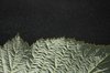 Silvery Leaf