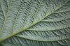 Silvery Leaf