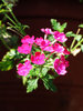 hanging verbena