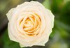 Yellow rose