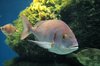 Fish 4