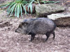 pig-like peccaries